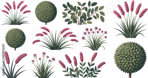 Ornamental garden plants and shrubs collection isolated on white background, decorative landscape vector illustration set