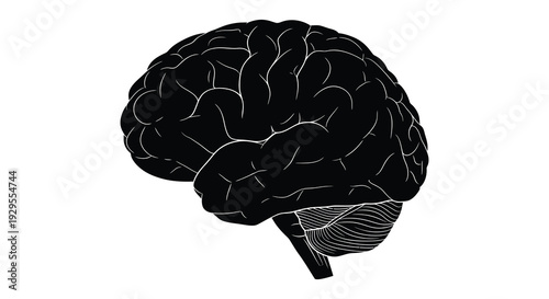 A detailed black silhouette of a human brain showcasing its complex structure and folds a striking depiction silhouette