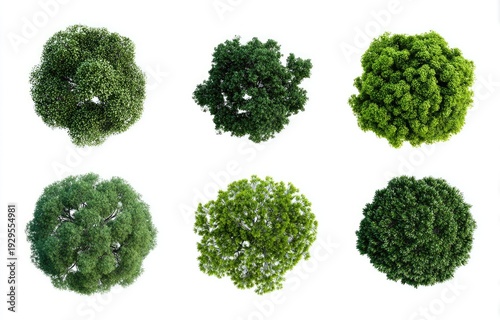 Six overhead views of trees, various sizes and shades of green, isolated on white