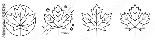 Line art illustration showcasing multiple maple leaves in various minimalist designs