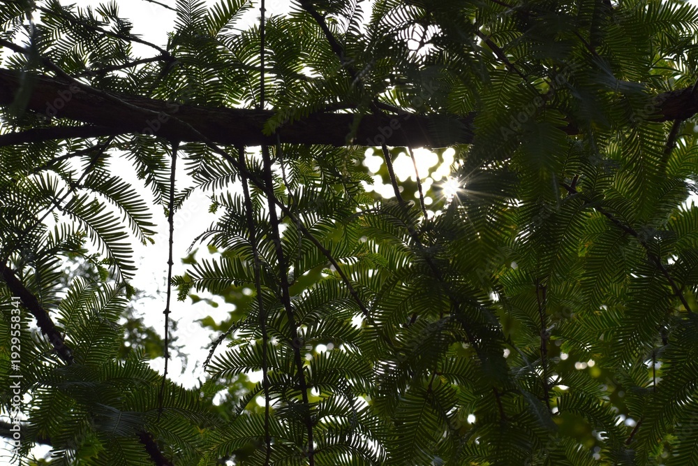 Fototapeta premium Branches of metasequoia in sunlight in the forest