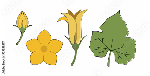 Minimal pumpkin blossom and bud flat icon style vector set