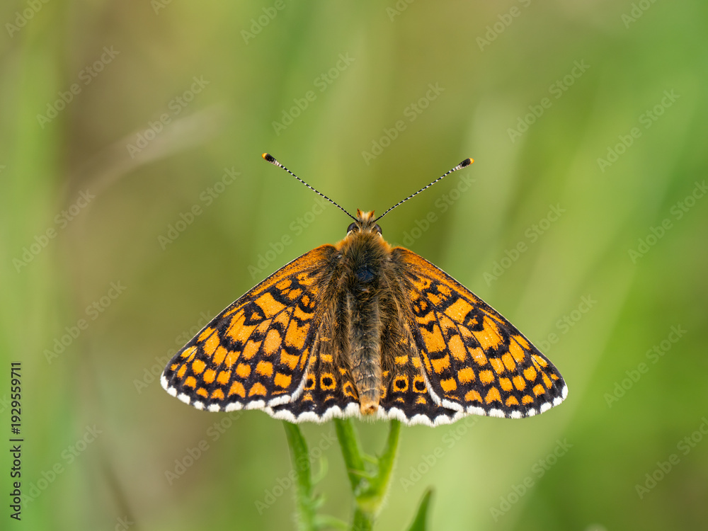Obraz premium Glanville Fritillary Butterfly. Resting on Grass