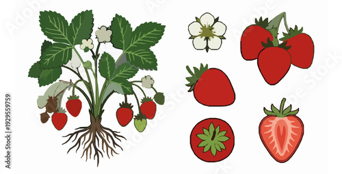 Botanical strawberry plant blossom and fruit collection summer harvest vector