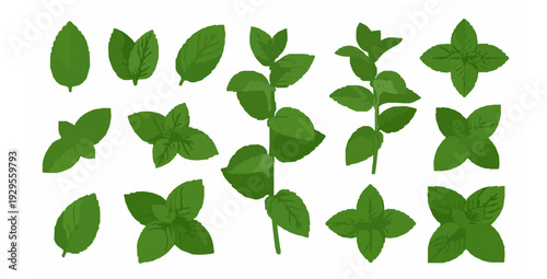 Botanical mint leaves and fresh sprigs vector set isolated on white