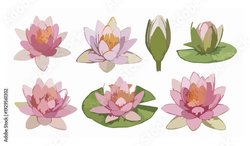 Water lily wedding flower watercolor clip art set realistic floral illustration isolated on white