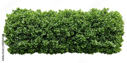 A dense, lush green hedge with a textured surface against a white background