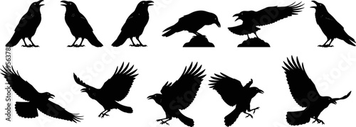 Raven eagle silhouette collection, black birds flying and perched poses set isolated, wildlife tattoo design, flat vector illustration