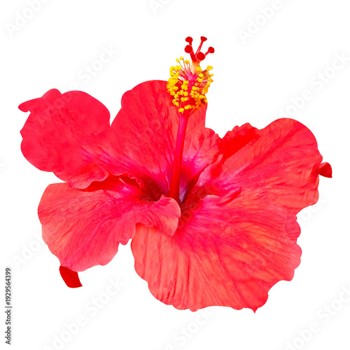 Wallpaper Mural red hibiscus flower stock photo Torontodigital.ca