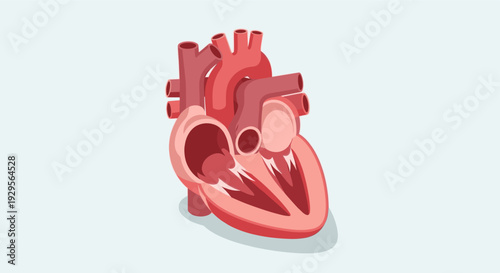 Detailed vector illustration shows a cutaway view of a human heart, with chambers and vessels visible, ideal for medical or educational content.