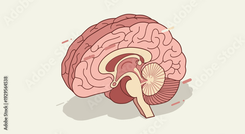 Stylized anatomical illustration depicting a cross section of the human brain in pink hues, suitable for medical, educational, or scientific contexts.