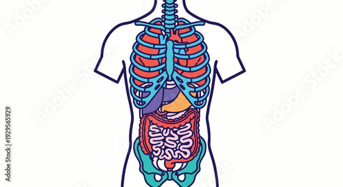 Human body internal organs and skeleton outline anatomy vector illustration