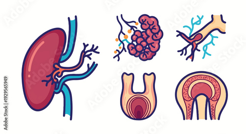 Human kidney and urinary system cross section anatomy icons vector illustration