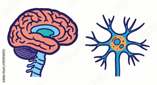 Human brain anatomy cross section and neuron nerve cell vector illustration