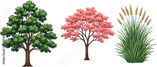 Green deciduous tree, pink blossom tree and tall wheat grass plant collection, detailed botanical nature vector illustration isolated on white for landscape design