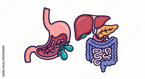 Human digestive system internal organs anatomy set vector illustration