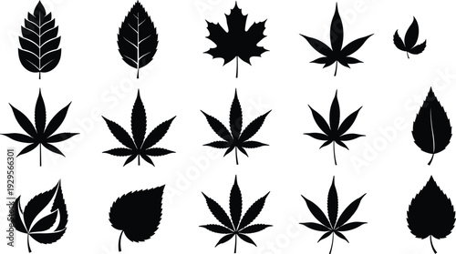 Collection of black leaf silhouettes including maple oak and hemp cannabis leaves with various botanical foliage shapes and natural patterns isolated on white background