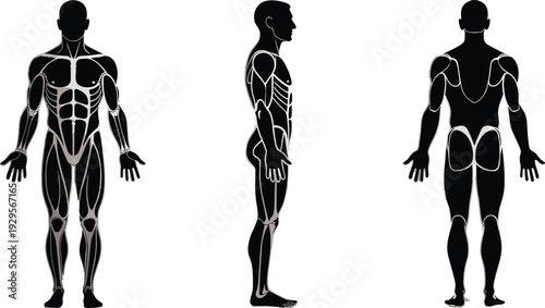 Male muscular system anatomy vector illustration showing front side and back view human body muscle structure isolated on white background