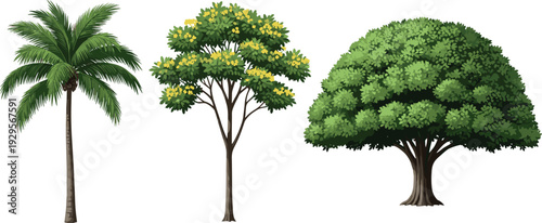 Tropical palm tree, flowering tree and dense green canopy tree collection, detailed nature vector illustration set isolated on white for landscape and botanical design