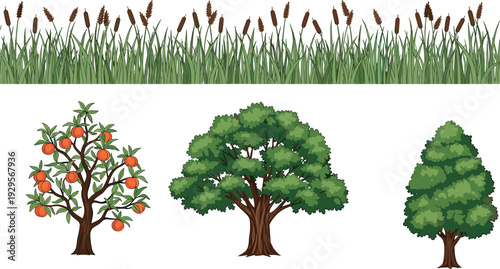 Vector nature elements collection with green grass reeds and various trees including fruit tree, oak and pine, botanical landscape illustration isolated on white background