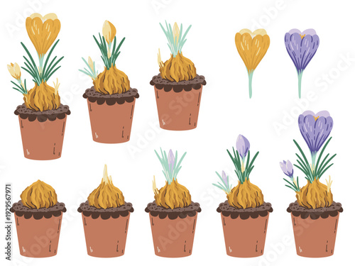 Set of potted yellow and purple crocus flower growth stages