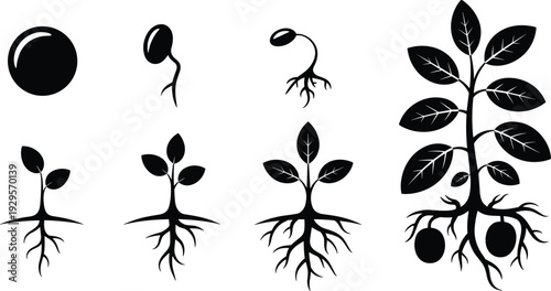 Seed germination stages silhouette set, plant growth process from seed to mature plant with roots, black vector illustration isolated on white background