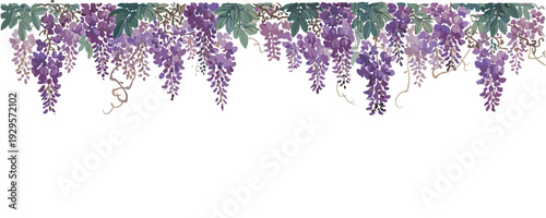 Purple wisteria flowers hanging down from branches garden