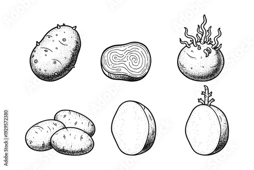 Collection of potato drawings with different textures