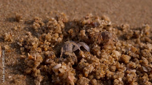 Little beach crabs crawl out of homemade burrow surrounded by fine wet sand. Shells and legs appear briefly before they scurry away into safety.