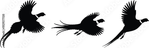 Three black silhouettes of flying pheasants in dynamic wing and tail positions, showcasing bird flight motion, avian anatomy, and artistic design for educational use