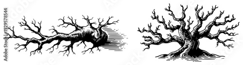 Set of two vintage woodcut style gnarled tree trunks with intricate bark textures