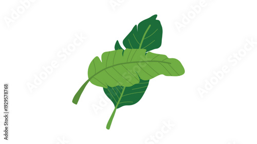 Tropical Green Banana Leaves Vector Illustration