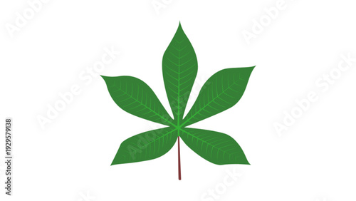 Green Cassava Leaf Isolated on White Background