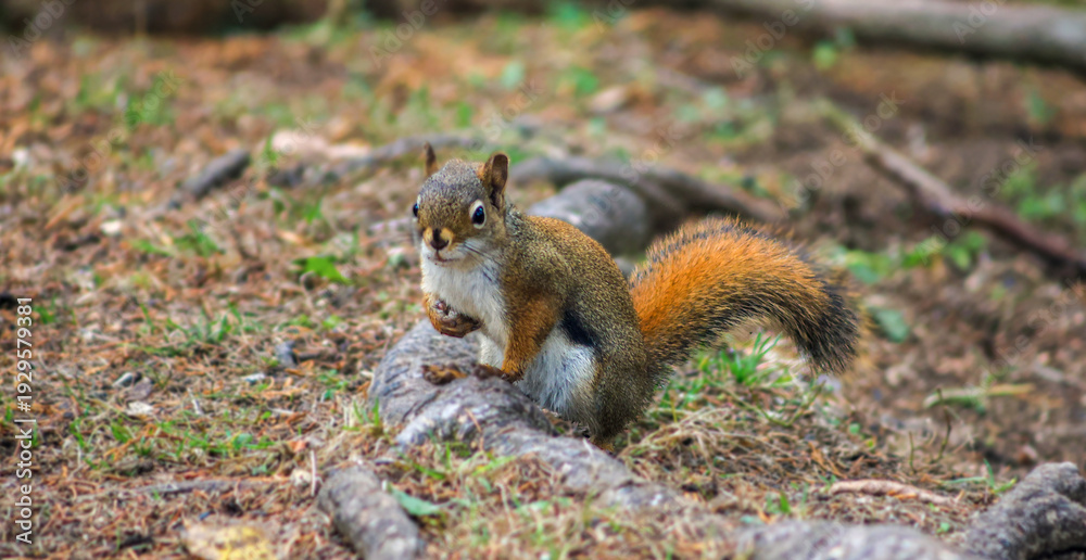 Fototapeta premium Red Squirrel Sitting on Tree Root in Woodland