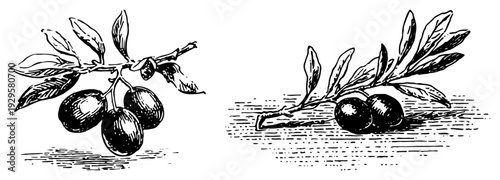 Two botanical woodcut sketches of olive branches with ripe fruits on white background