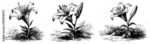 Set of three botanical lily flower sketches in classic vintage woodcut engraving style