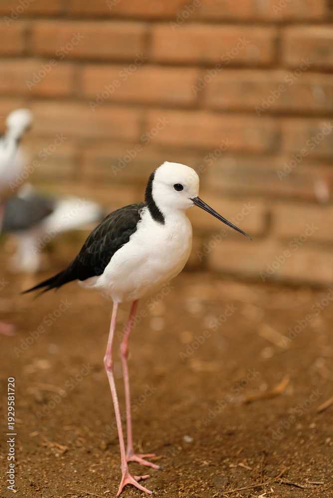 Obraz premium Pied stilt - Close up detail of Pied Stilt Bird in the wild. Pied stilt in the zoo