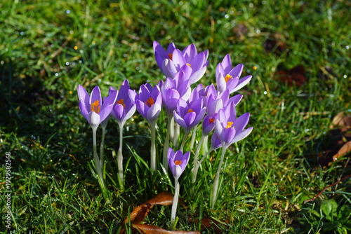Purple flowering crocuses in the sun in the grass of a lawn. Morning dew. Dutch garden. Family Iridaceae. February, Netherlands