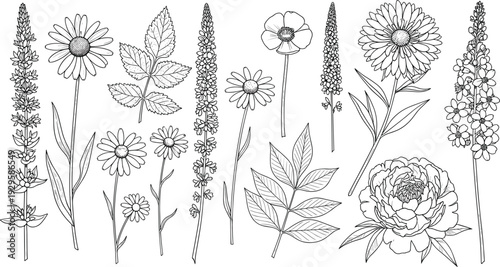 Wildflower and Field Blossom Illustration Set – Detailed Black and White Hand-Drawn Floral Sketches of Daisies and Peonies for Botanical Branding and Stationery