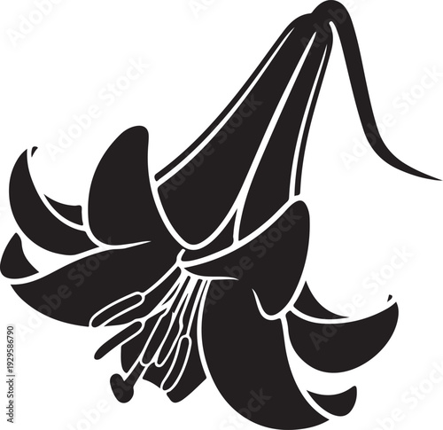 Black silhouette of a drooping lily flower with visible stamens white de