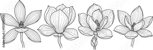 Magnolia Flower Line Art Illustration Set – Detailed Black and White Hand-Drawn Floral Sketches for Wedding Stationery and Minimalist Branding