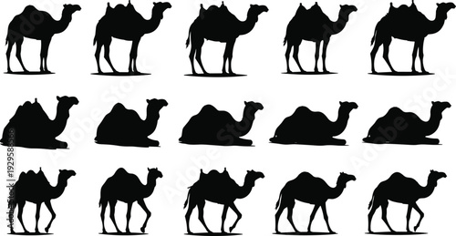 Camel silhouette collection in various poses, black and white vector illustration set of desert dromedary and bactrian camels isolated