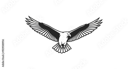 Black and White Dove in Flight.