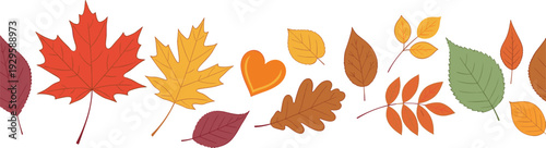 Autumn leaves collection with colorful fall foliage maple oak and seasonal nature elements