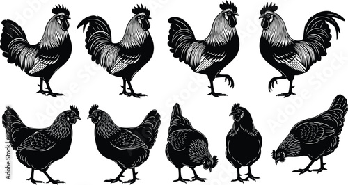 Rooster and hen collection in various poses, detailed vintage engraving style black vector illustration isolated on white background for farm and poultry design