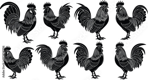 Rooster collection in detailed vintage engraving style, black farm chicken vector illustration set isolated on white background for rural and poultry design