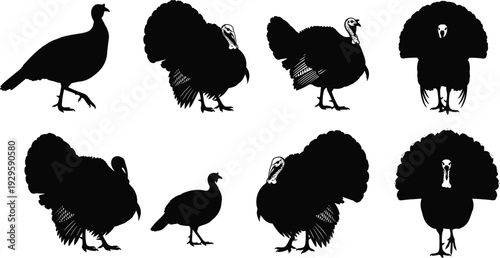 Turkey silhouette collection in various poses, detailed black vector illustration isolated on white background for farm, Thanksgiving, wildlife, and poultry design