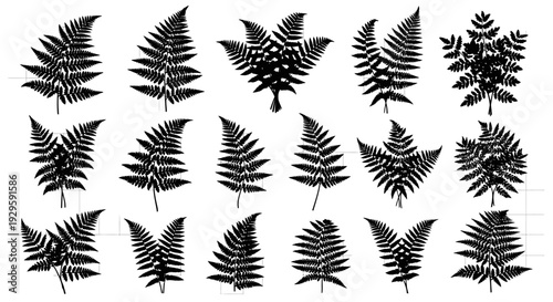 Collection of various black fern leaf silhouettes on a grid background for design and decoration