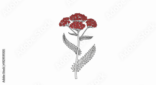 A stylized illustration of a stalk with red flower clusters and fern-like leaves