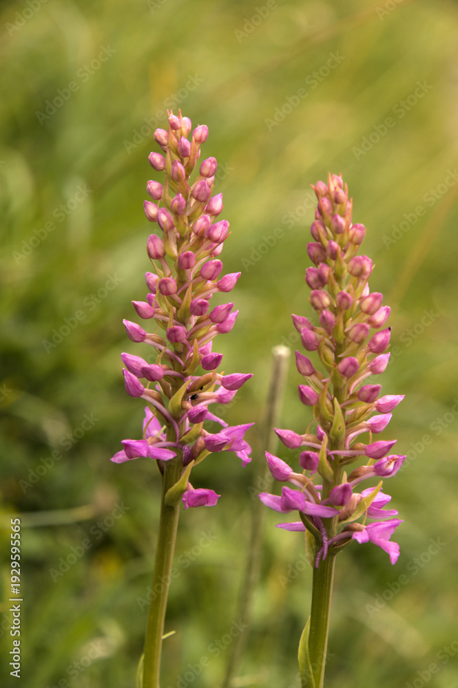 Obraz premium Marsh Fragrant Orchid (Gymnadenia densiflora) on Flumserberg, Sankt Gallen